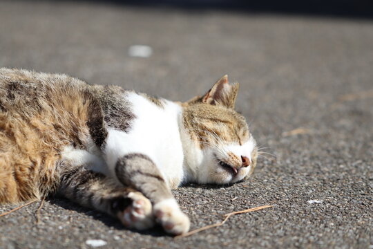 \ダイエットには欠かせない⁉睡眠の質を上げる方法/