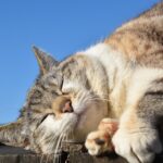 ＼ダイエットには欠かせない⁉睡眠の質を上げる方法／