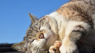 ＼ダイエットには欠かせない⁉睡眠の質を上げる方法／