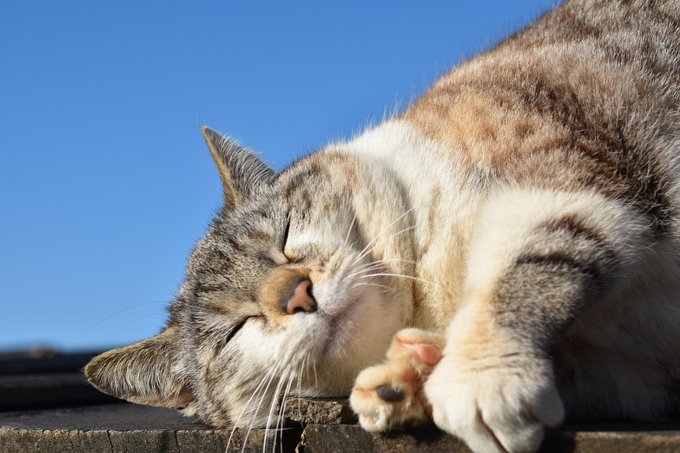 \ダイエットには欠かせない⁉睡眠の質を上げる方法/